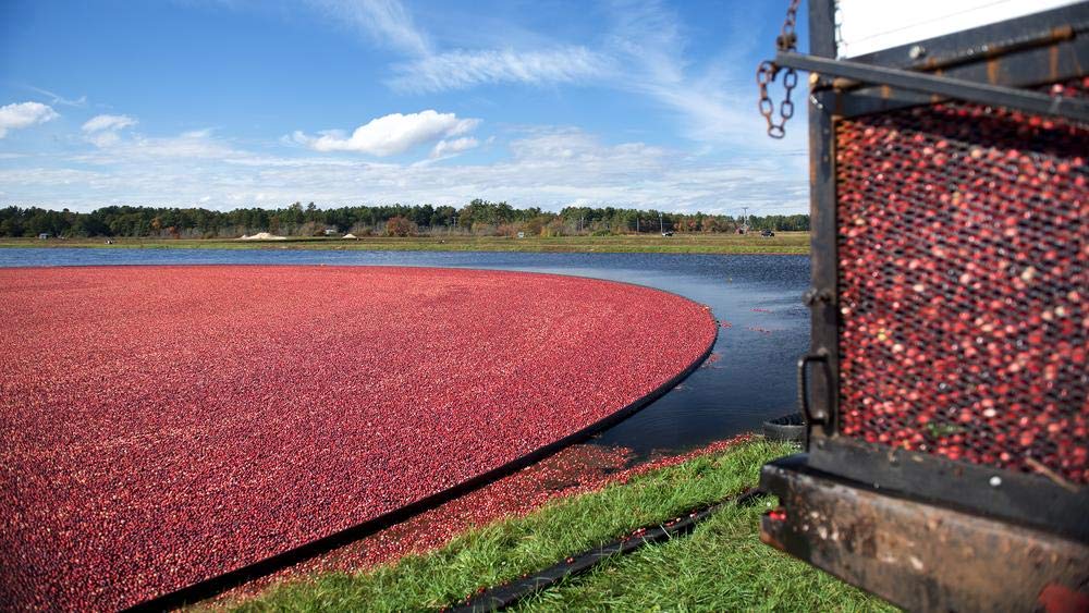 Ocean Spray 100% Juice Cranberry Cherry Blend – 64 oz Bottle (Pack of 8) | No Added Sugar