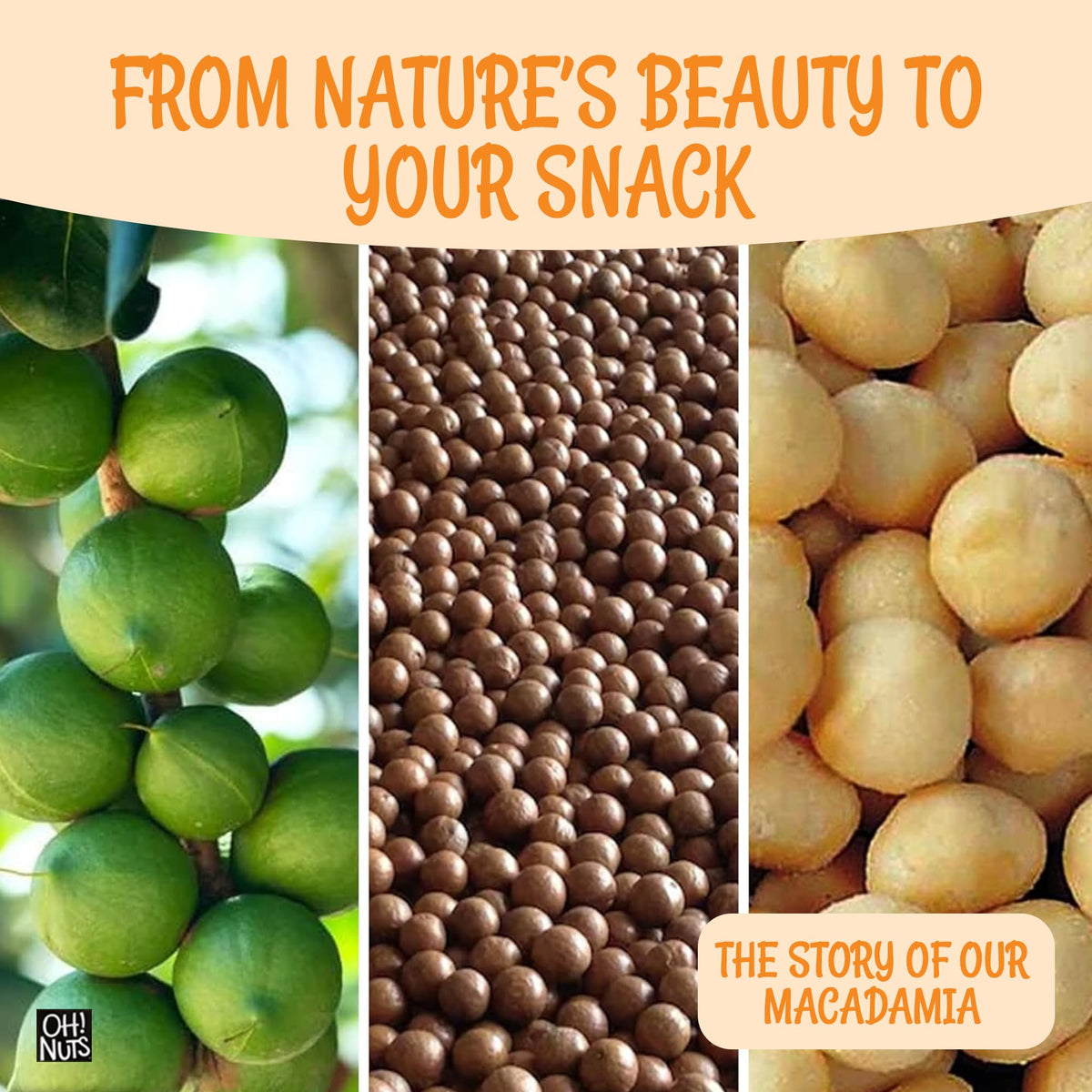 Oh! Nuts Roasted Salted Macadamia Nuts – 1 lb | Premium Dry-Roasted Macadamias
