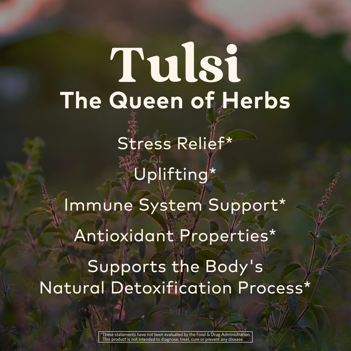 Organic India Tea Sampler Box – Tulsi Herbal Tea Gift Set (60 Tea Bags)