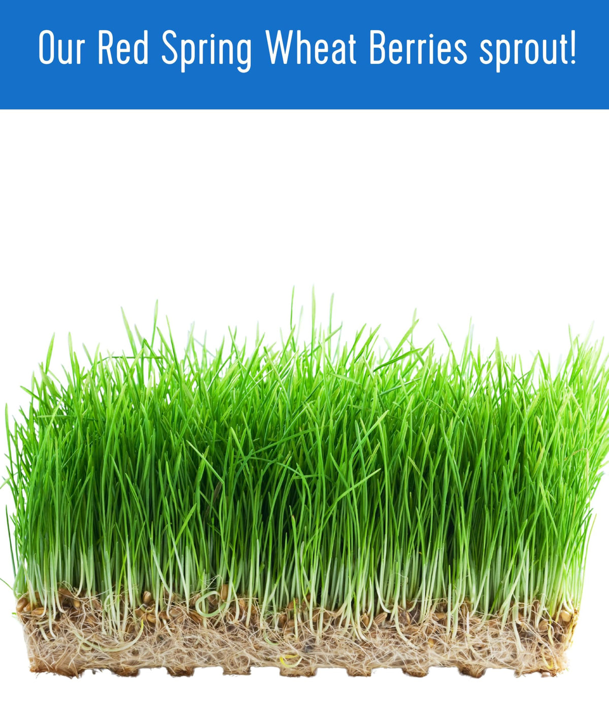 Palouse Brand Glyphosate Residue Free Hard Red Spring Wheat Berries | 25 LBS Bucket | Sproutable, Non-GMO Project Verified, Kosher | Washington Farm