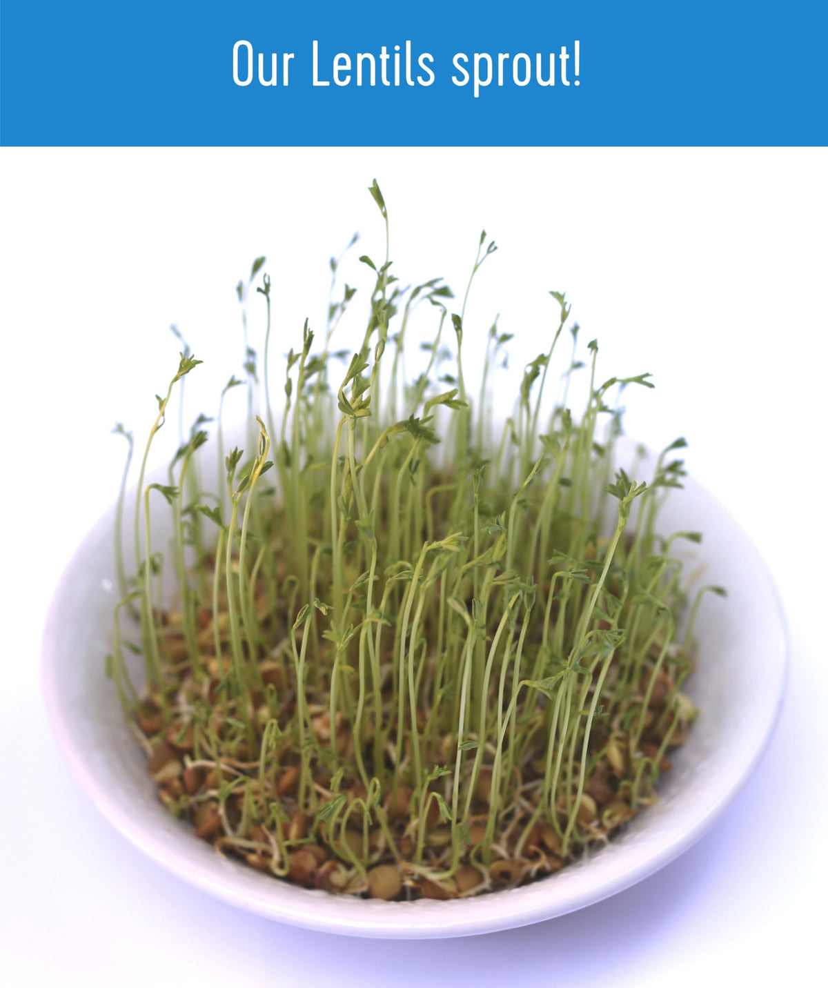 Palouse Brand Glyphosate Residue Free Brown Lentils – 5 LBS, Non-GMO, Kosher