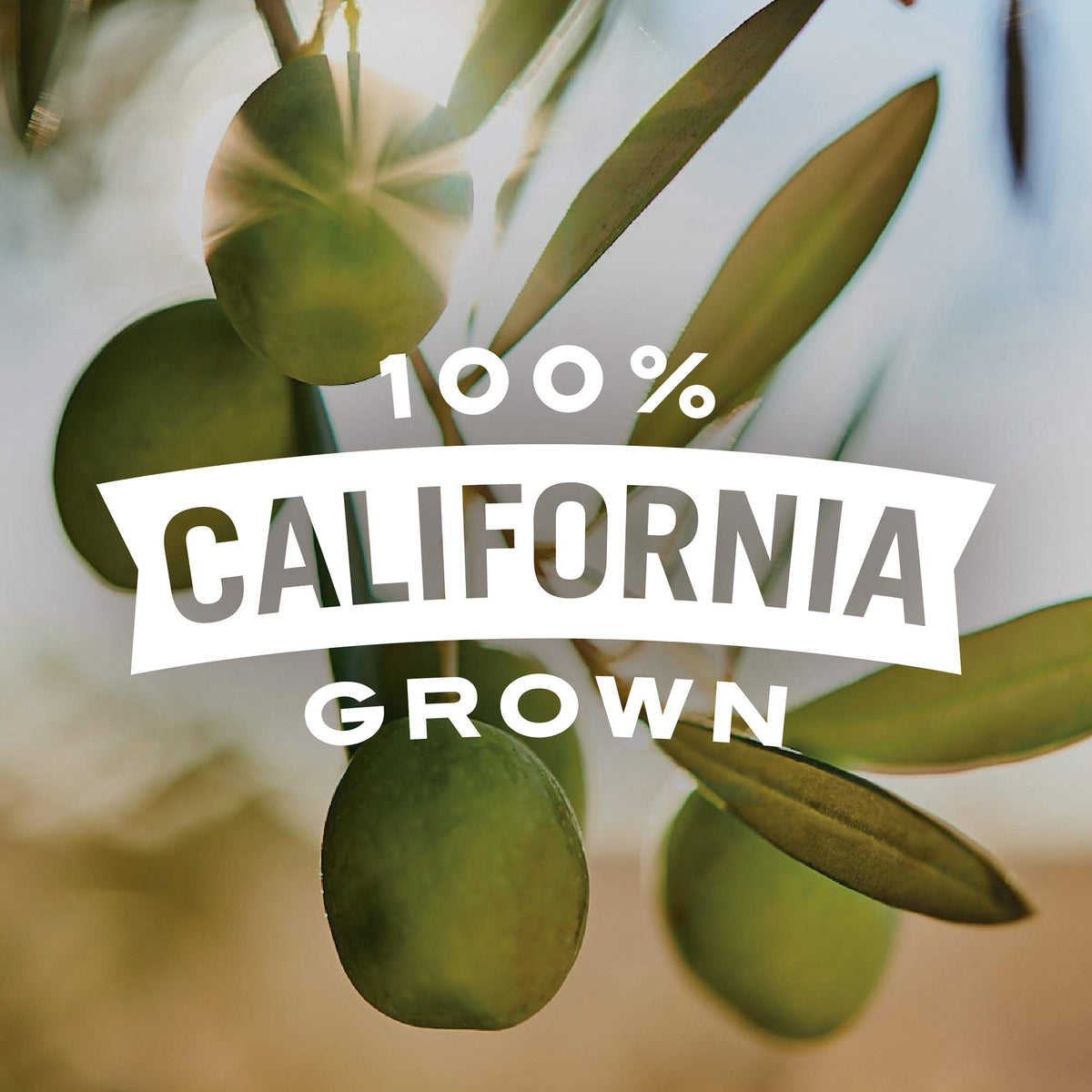 Pearls Olives To Go! Sliced Ripe Olives – 24 Pack, 1.4 oz Cups, California Grown, Non-GMO, Gluten-Free