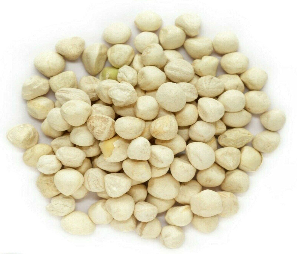 Plant Guru Moringa Seeds Kernel Shelled – 2 lb Jar | PKM1 Non-GMO Edible Seeds
