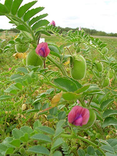 PRIMAL HARVEST Organic Garbanzo Beans – Raw, Non-GMO, Kosher, Sproutable, Low Sodium, 10lb Bulk