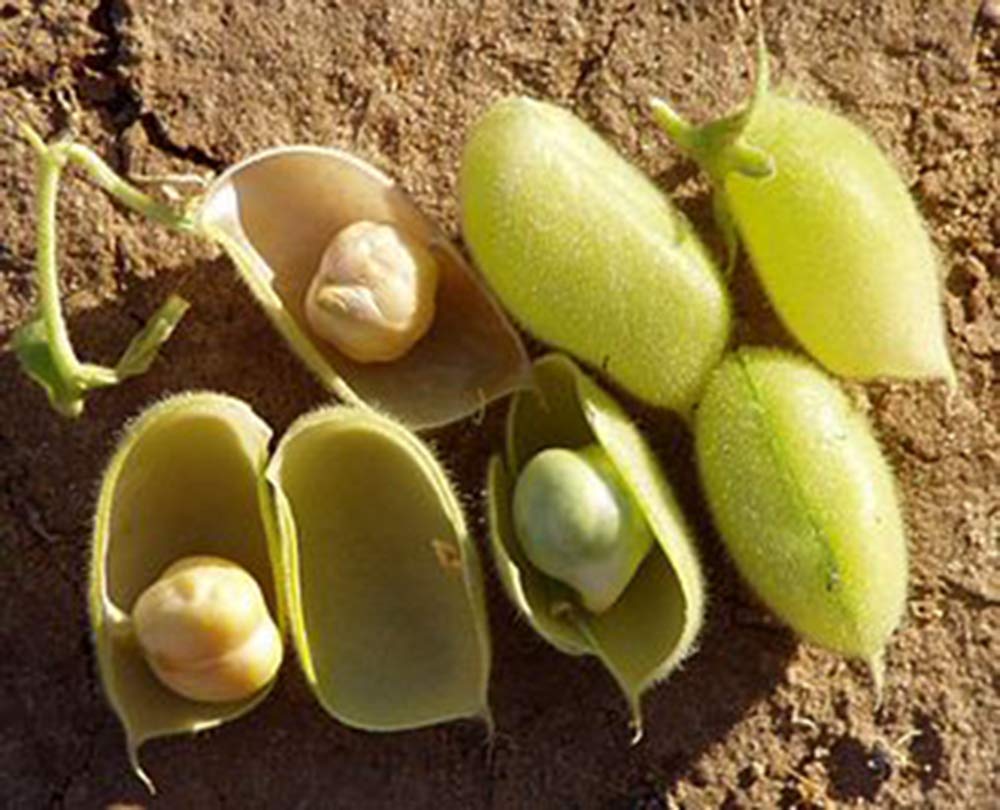 PRIMAL HARVEST Organic Garbanzo Beans – Raw, Non-GMO, Kosher, Sproutable, Low Sodium, 10lb Bulk