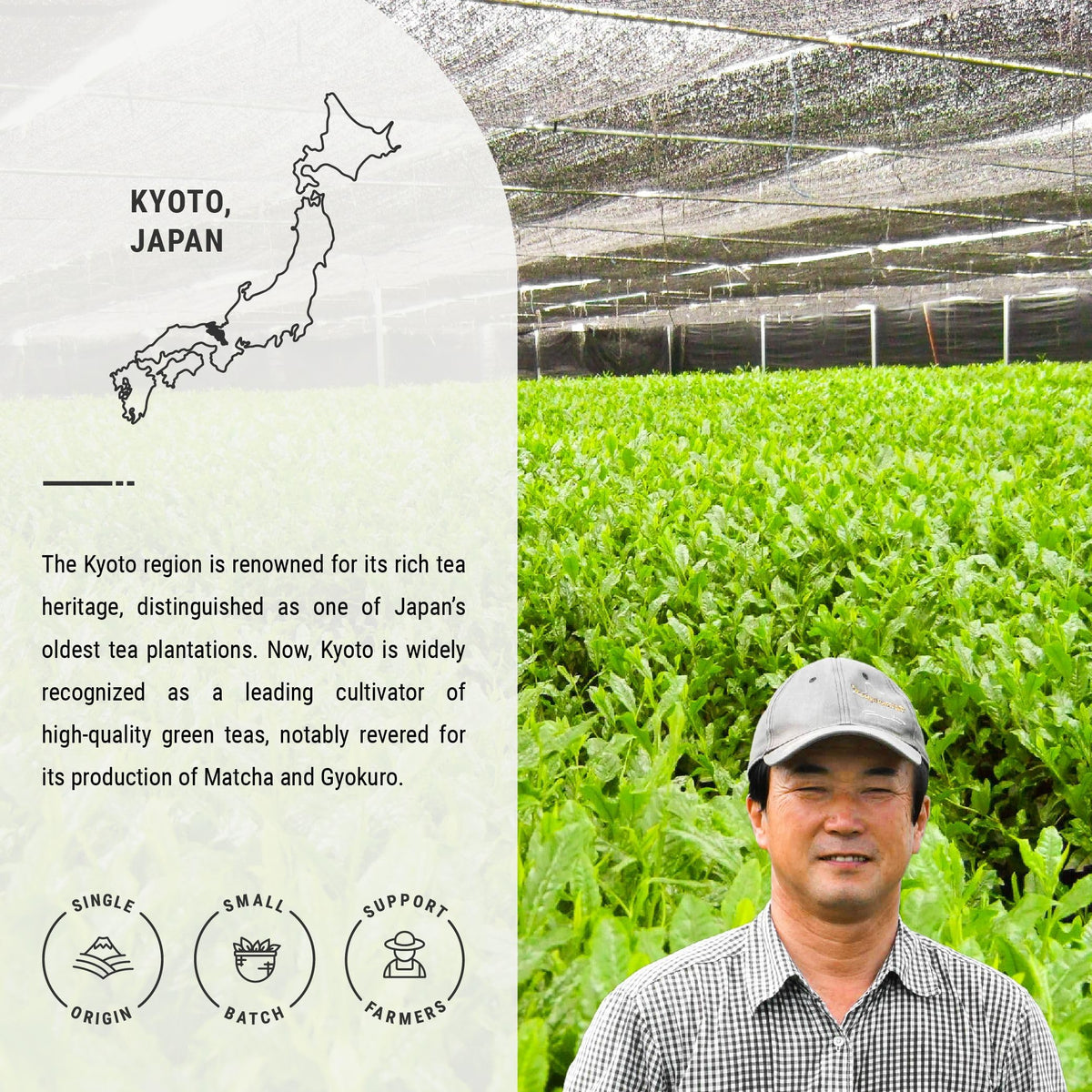 Senbird Premium Gyokuro Kyoto Shade-Grown Japanese Green Tea in Airtight Tin (Isshin)