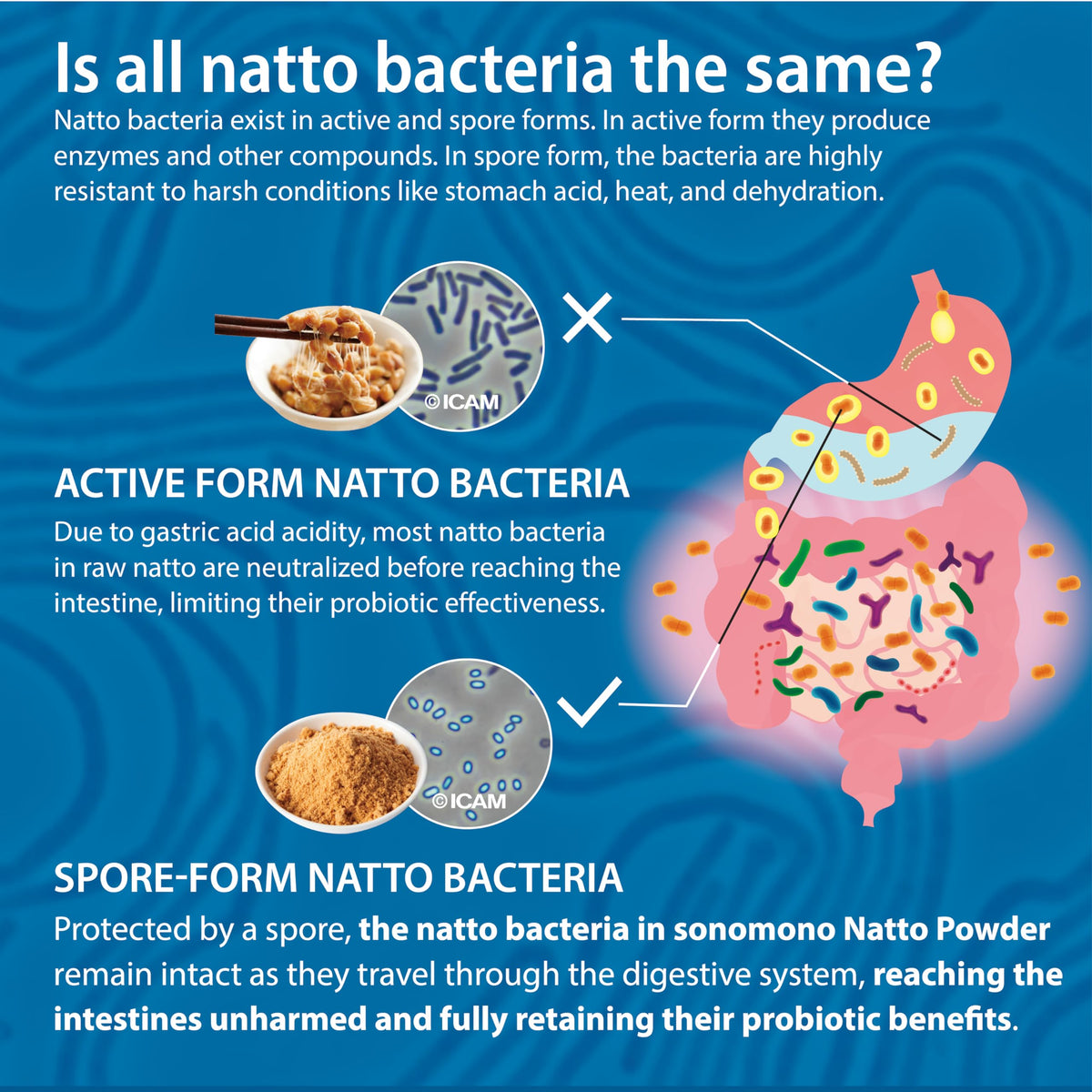sonomono Natto Classic Powder – Japanese Fermented Soybeans, Vegan, 60 g