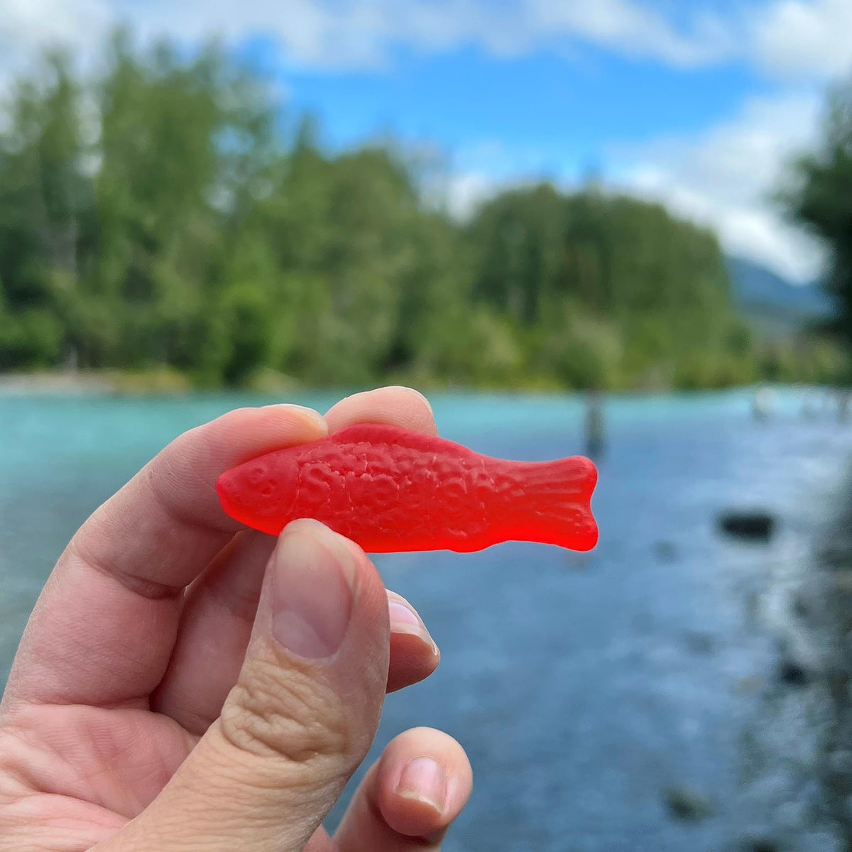 SWEDISH FISH Soft & Chewy Candy – 12 Bags of Fruity Red Fish (Fat Free)