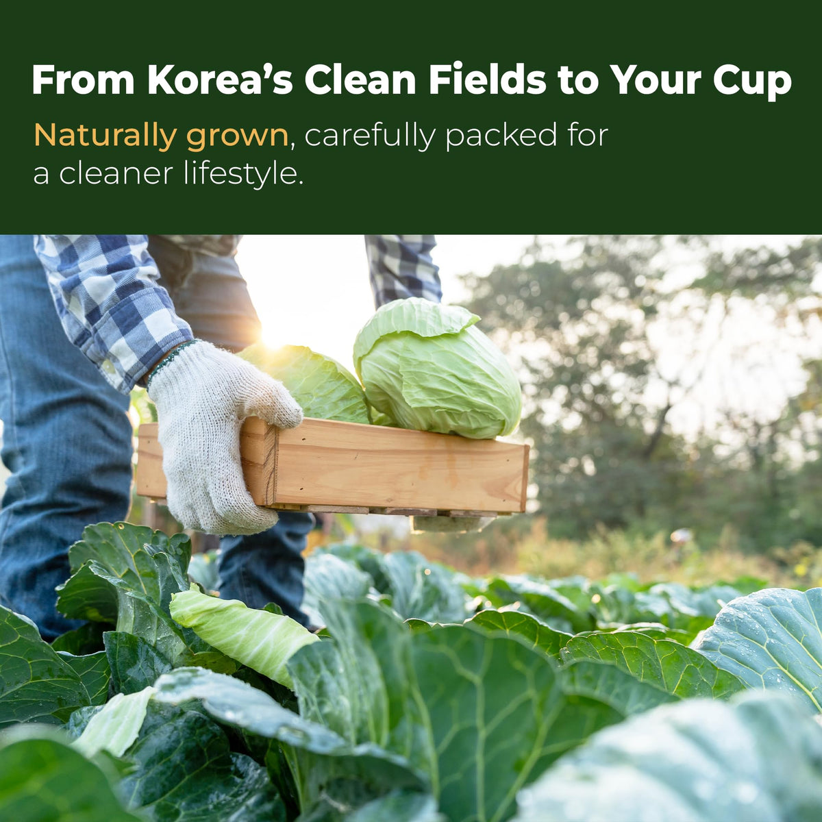 Terrapick Korean Cabbage Extract — Pure 100% Cabbage Juice for Digestive Wellness, 30 Pouches