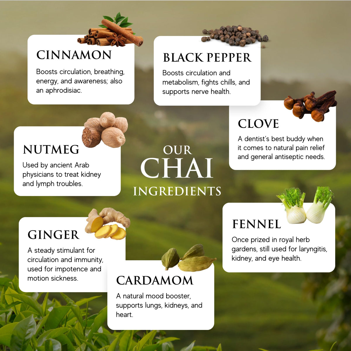 Third Street Chai Organic Dragon Tongue Ginger Concentrate 6-Pack, 32 oz | 1:1 Latte Concentrate, Vegan, Gluten Free, Kosher