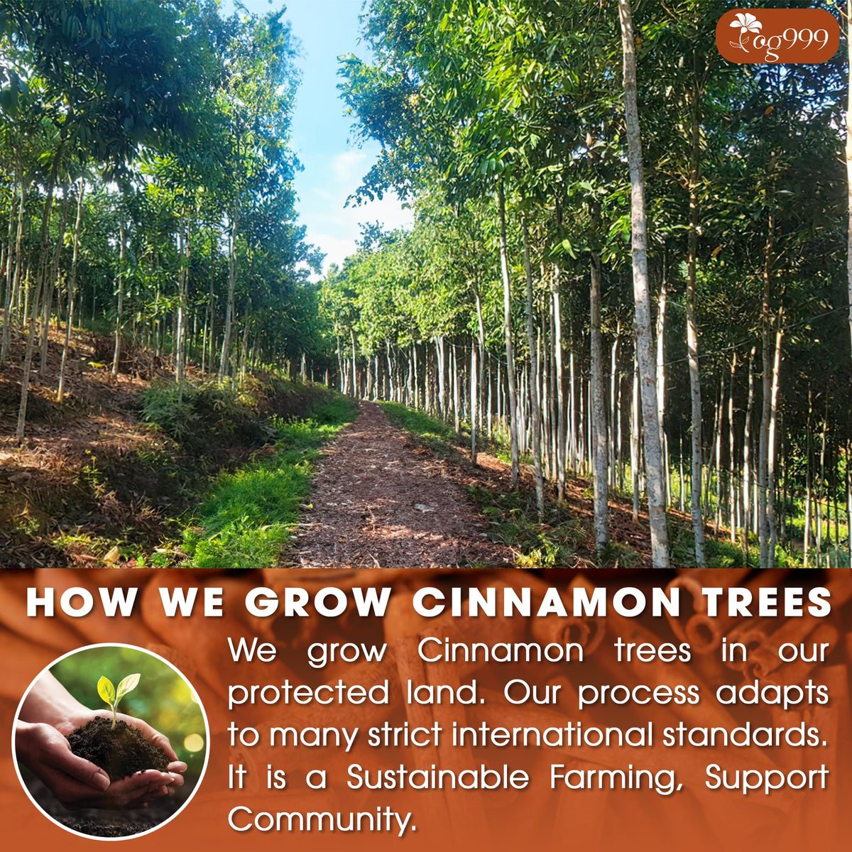 TOG999 Premium Cinnamon Tea Bags – 135 Count, 100% Natural, Caffeine-Free, Gluten-Free, Vegan