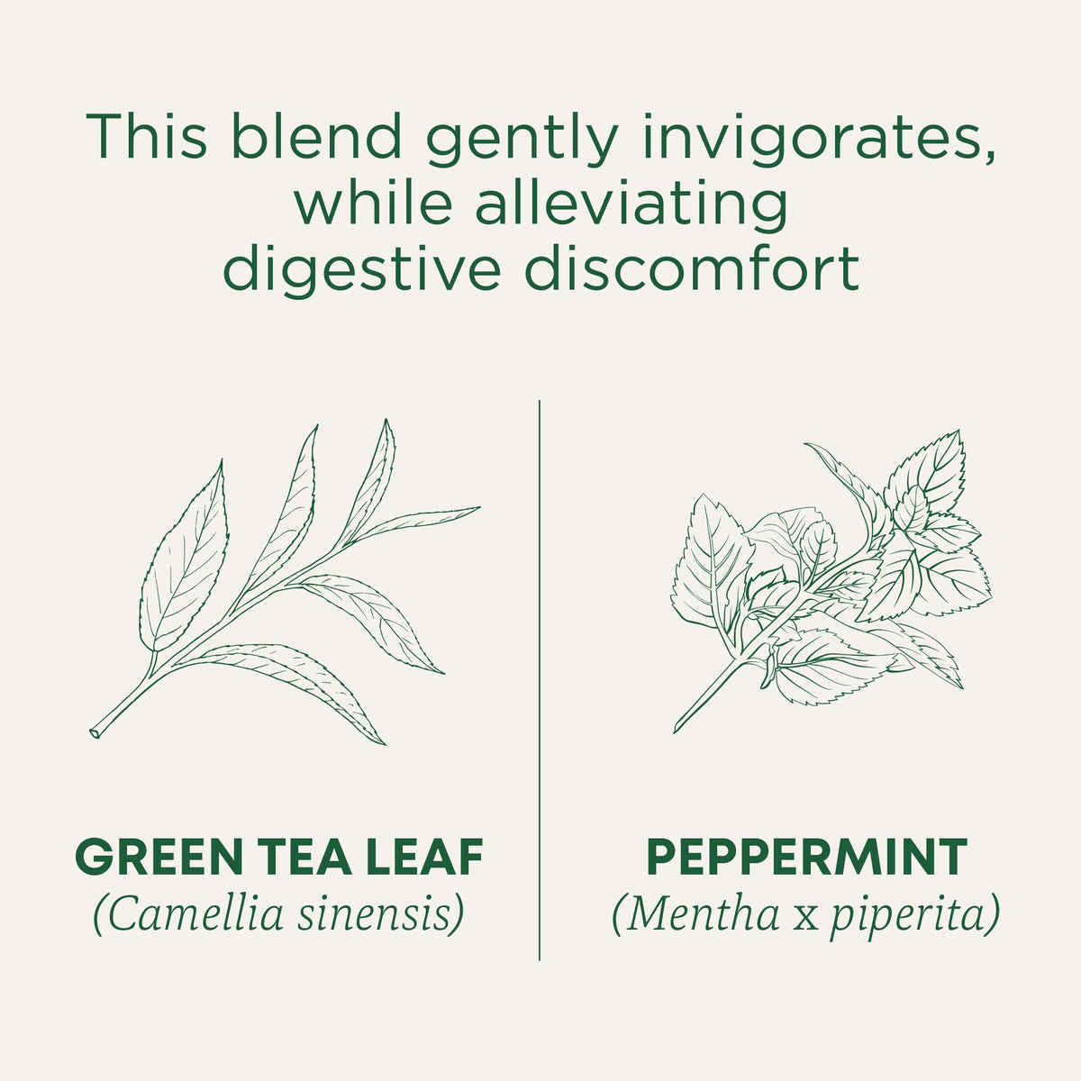 Traditional Medicinals Organic Green Tea with Peppermint – 96 Teabags (Pack of 6)