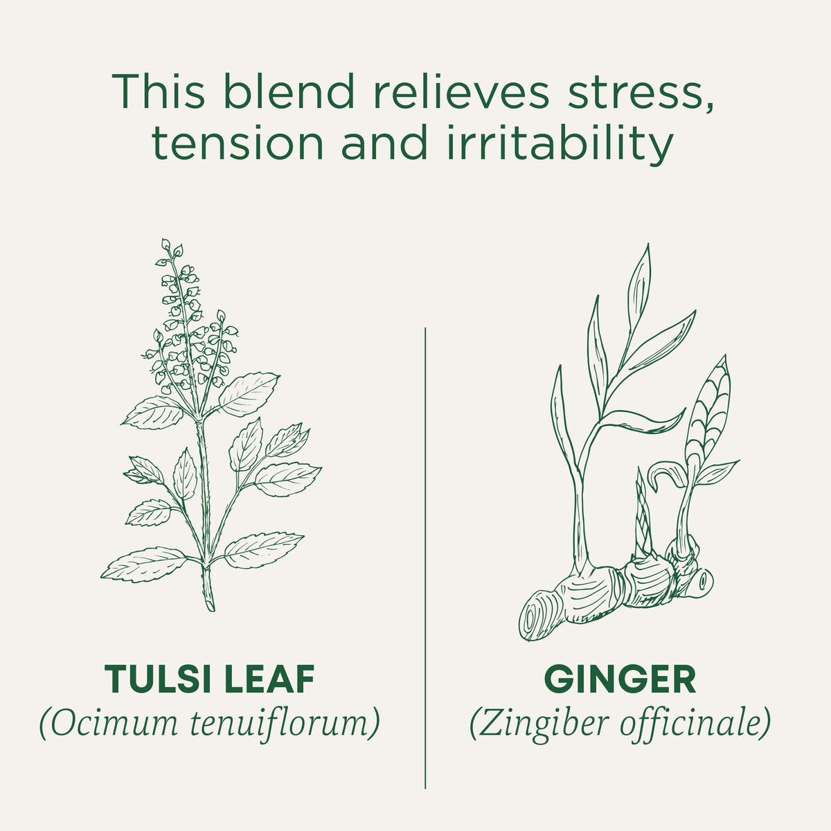 Traditional Medicinals Organic Tulsi & Ginger Tea – Stress Support, 96 Bags (6 Pack)