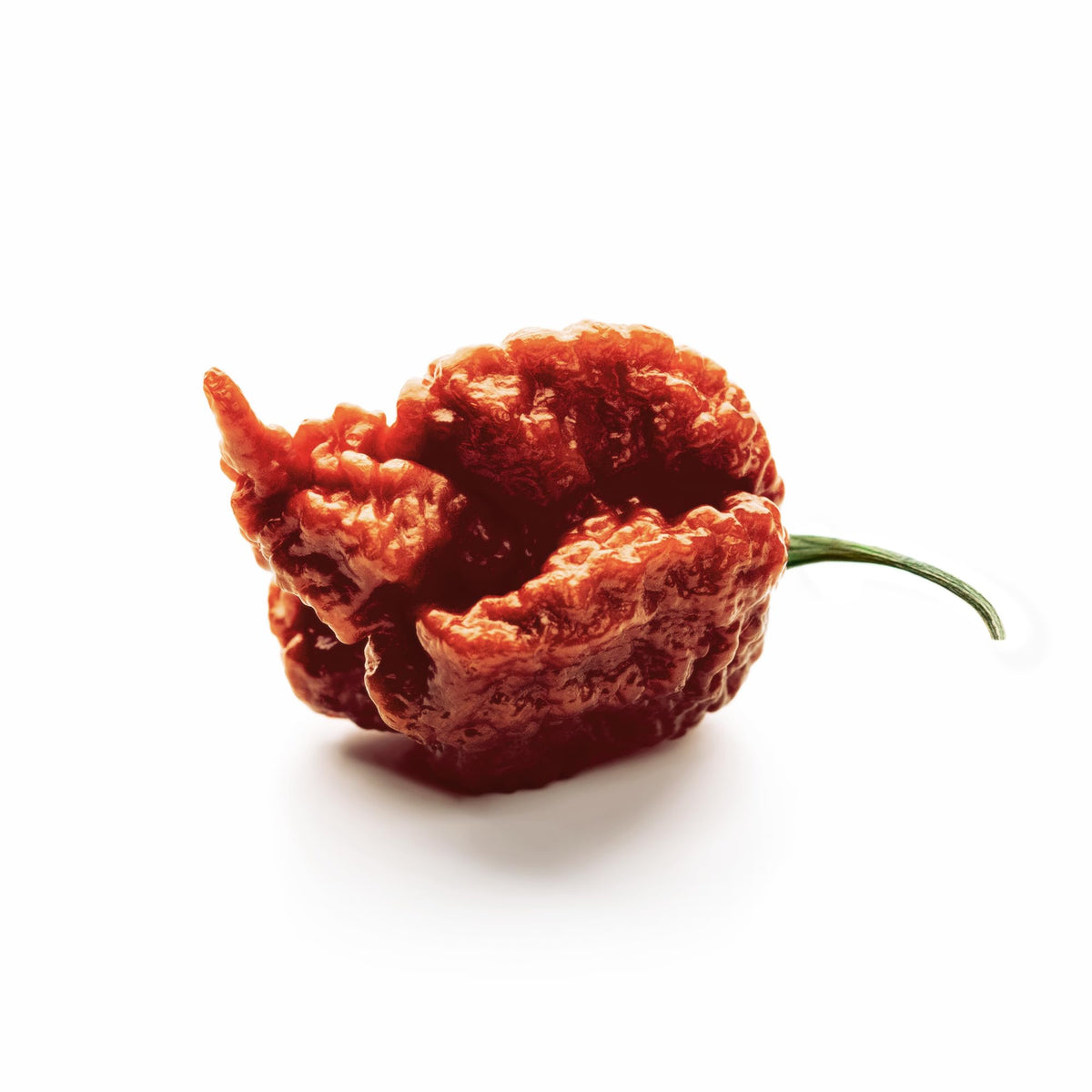 Unpretentious Whole Dried Carolina Reaper Chiles – Extremely Spicy, 50 Count