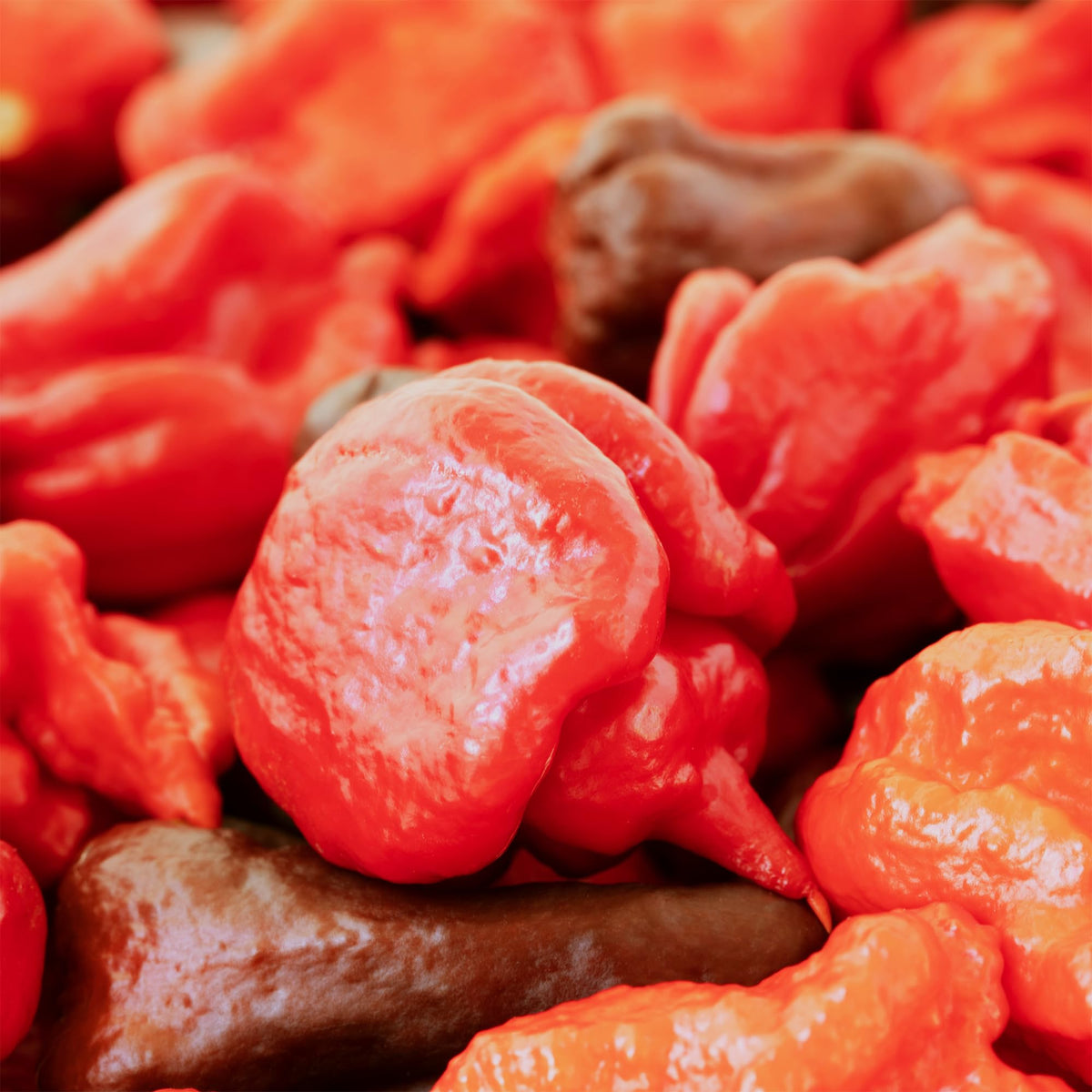 Unpretentious Whole Dried Carolina Reaper Chiles – Extremely Spicy, 50 Count
