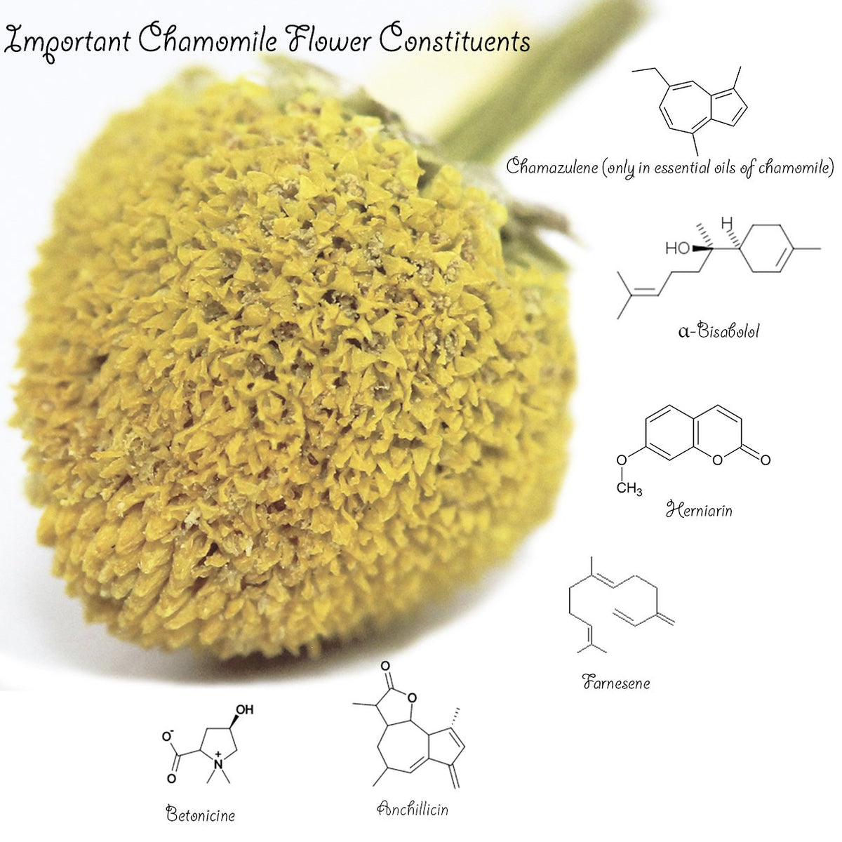 Chamomile Tea 1LB Bulk – 100% Organic Chamomile Flowers | U.S. Wellness Naturals
