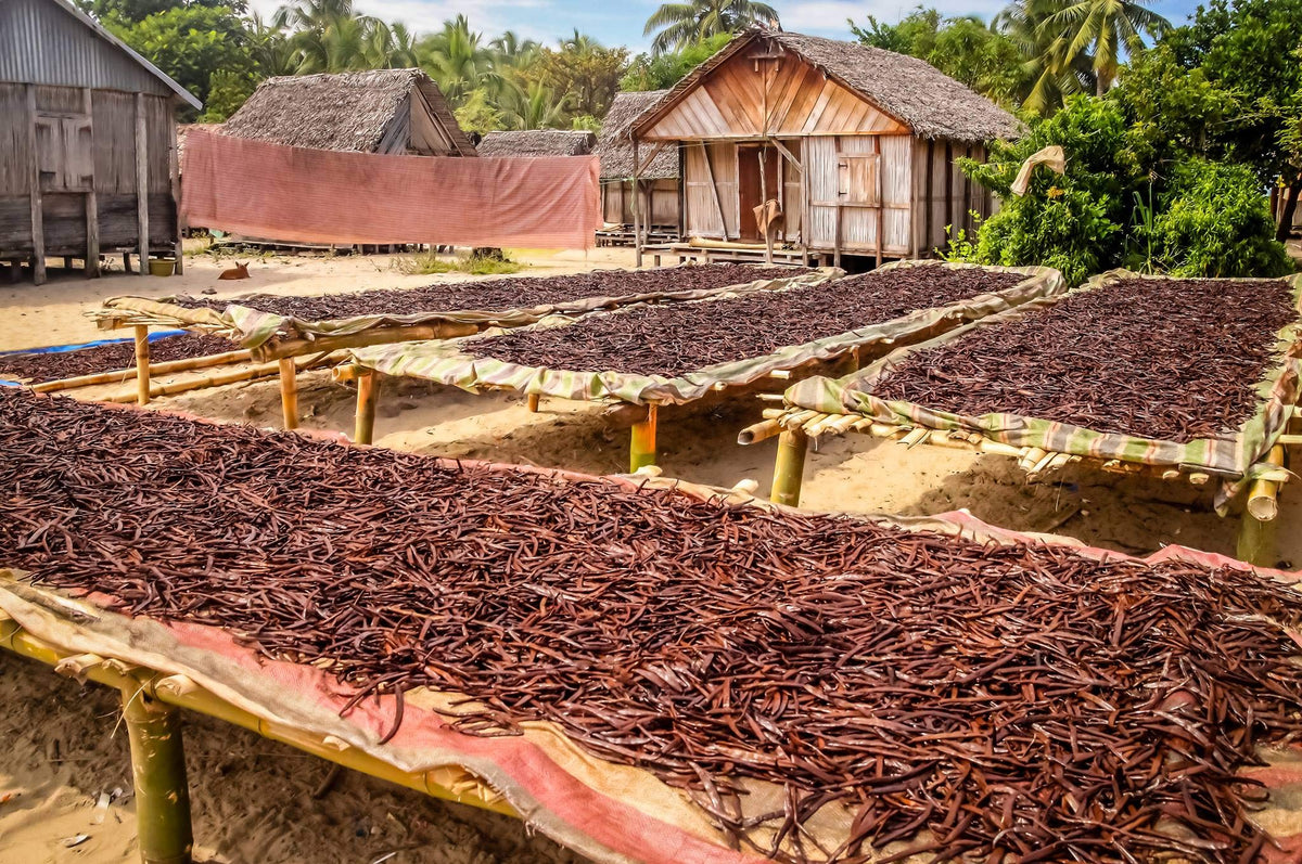 50 Organic Madagascar Vanilla Beans – Whole Extract Grade B Pods | Vanilla Bean Kings