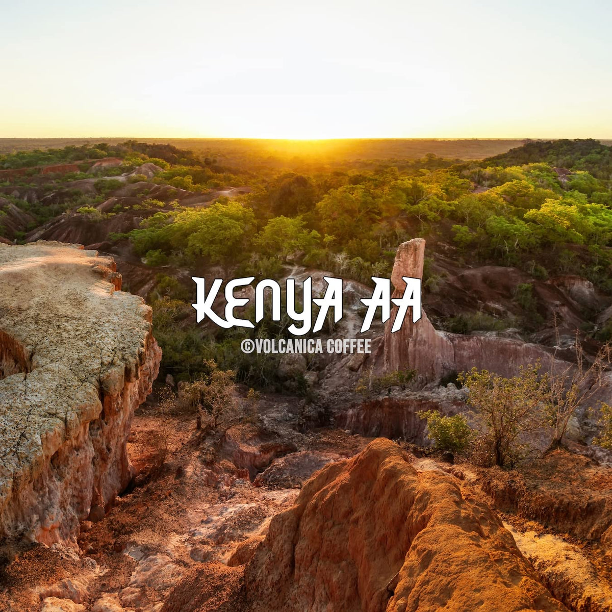 Volcanica Kenya AA Coffee – 100% Pure Ground, Fresh Roasted (16 oz)