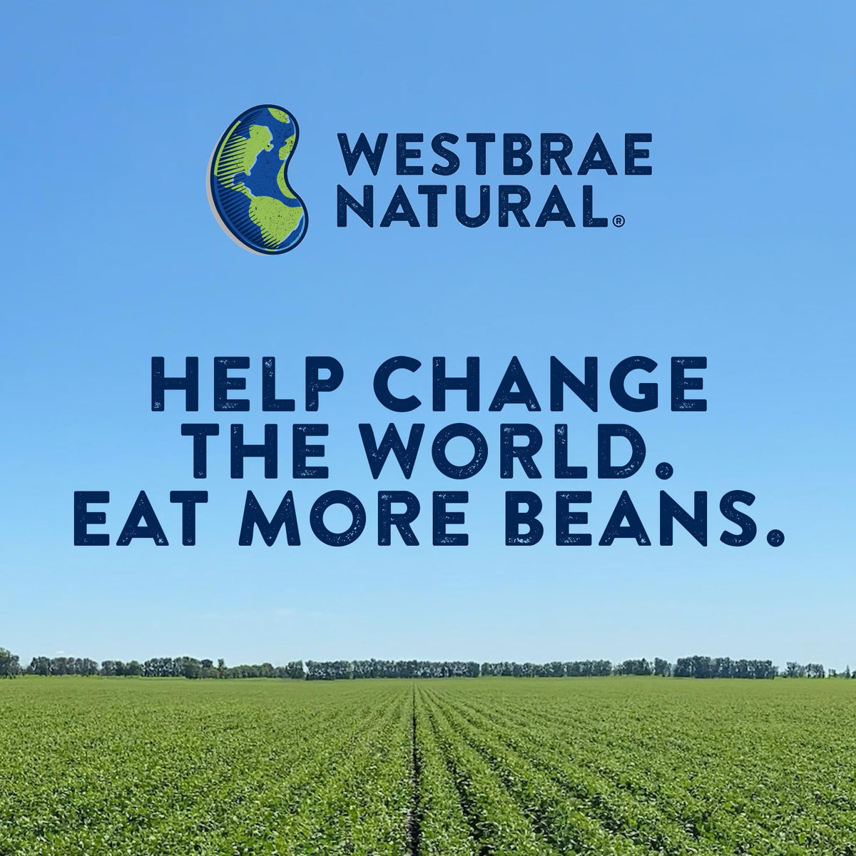 Westbrae Natural Organic Salad Beans — 15 oz, No Salt Added, Pack of 12, Gluten Free, Plant-Based Protein & Fiber