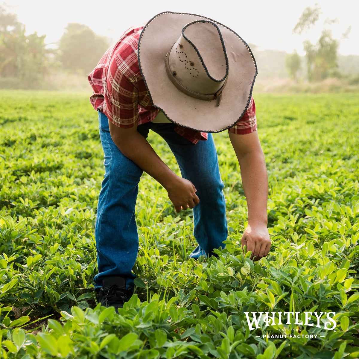Whitley's Salted Virginia Peanuts – Super Extra Large Hand-Cooked Virginia Peanuts in a 20 oz Tin