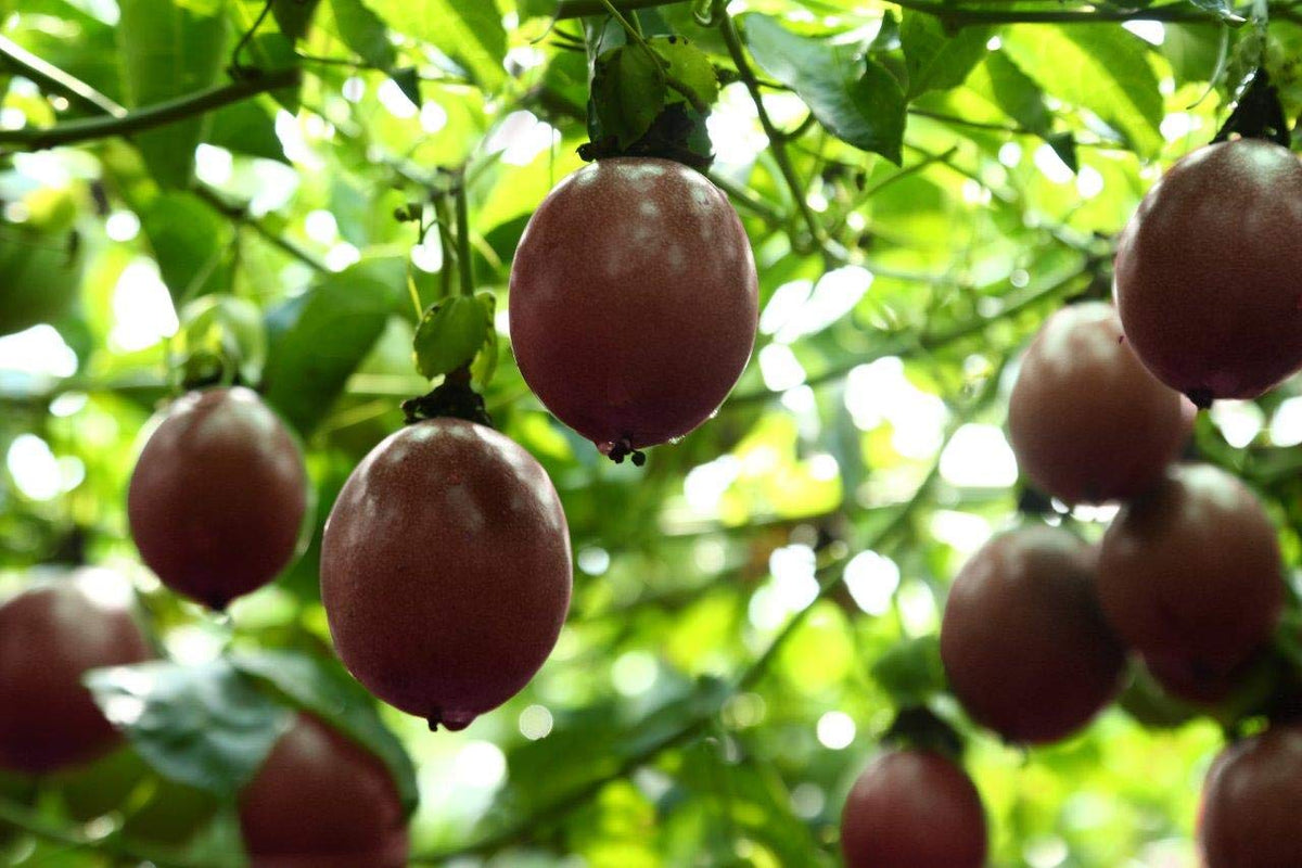 WholeBerry Dried Passion Fruit Maracuja – 8 oz, No Additives, No Preservatives, Vietnam