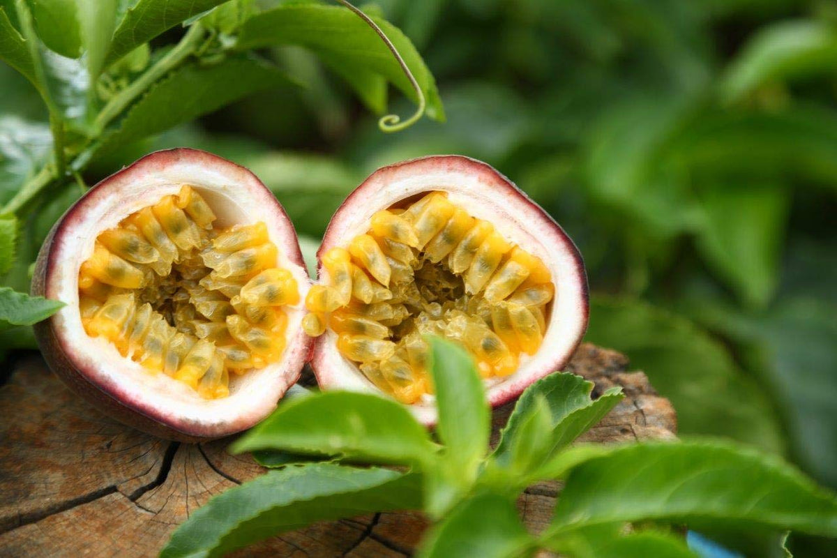 WholeBerry Dried Passion Fruit Maracuja – 8 oz, No Additives, No Preservatives, Vietnam