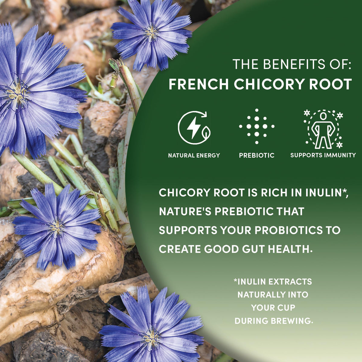 Worldwide Botanicals Organic French Chicory Root – 1 Pound (Pack of 2) | Caffeine-Free, Acid-Free, Kosher
