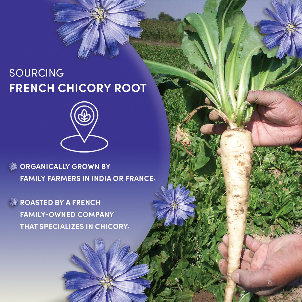 Worldwide Botanicals Organic French Chicory Root – 1 Pound (Pack of 2) | Caffeine-Free, Acid-Free, Kosher