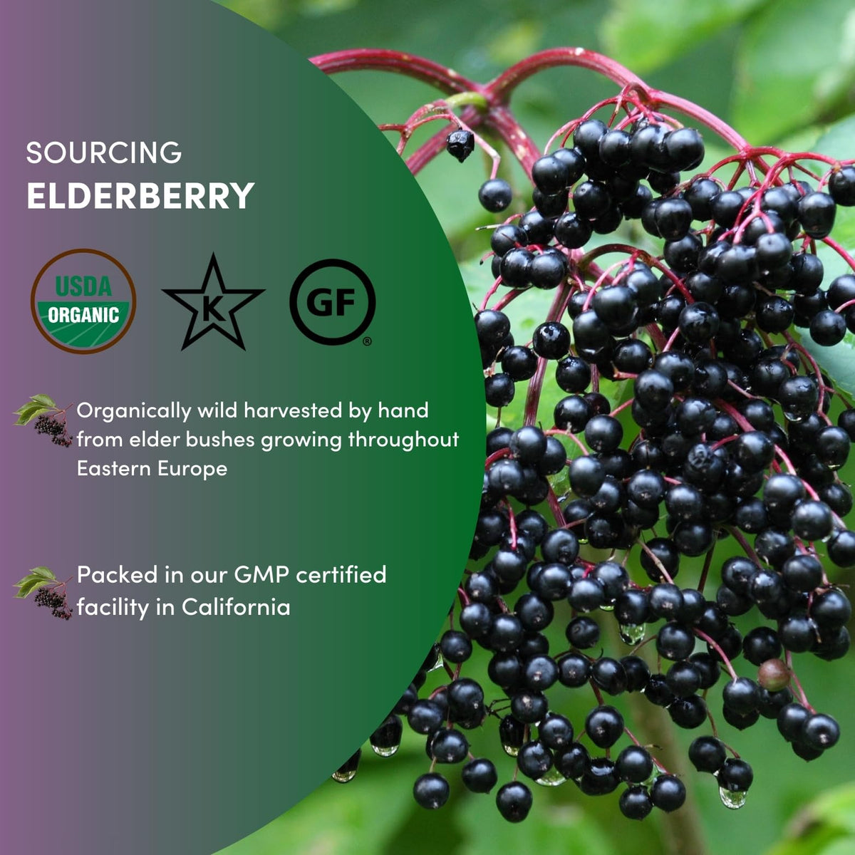Worldwide Botanicals Organic Dried Elderberries, 1 lb – Sambucus nigra, Wild Harvested in Eastern Europe | For Syrups, Teas & Jams