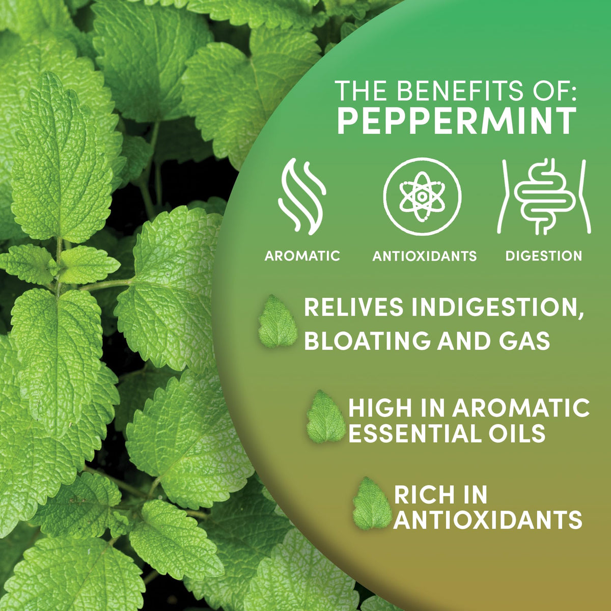 Worldwide Botanicals Organic Peppermint Loose Leaf Tea, 1 lb – Pacific Northwest Grown, Highly Aromatic, Caffeine Free