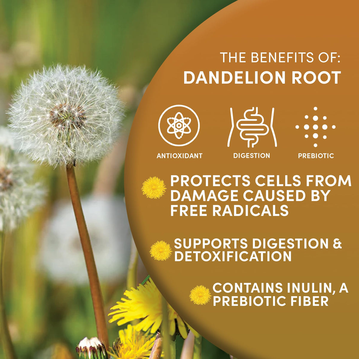 Worldwide Botanicals Organic Dandelion Root – 1 lb, Cut & Sifted, Raw & Unroasted